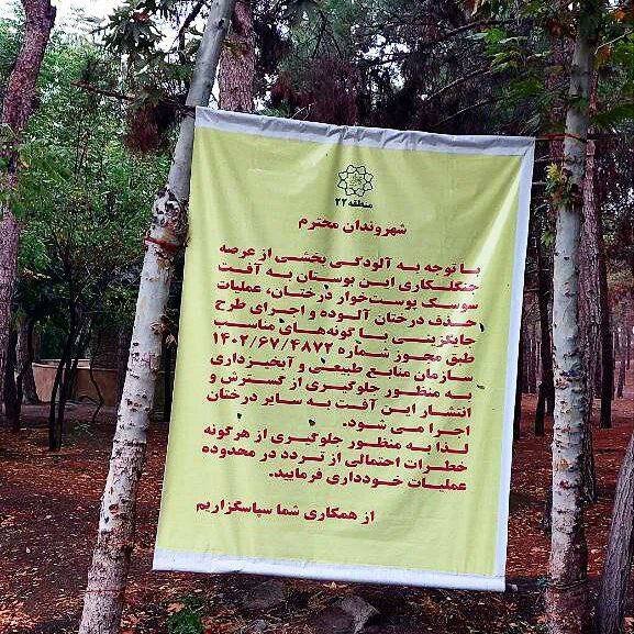 سرنوشت تلخ درختان چیتگر؛ از اشتباهی در ۵۰ سال پیش تا قطع و سوزاندن درختها 1 سرنوشت تلخ درختان چیتگر؛ از اشتباهی در ۵۰ سال پیش تا قطع و سوزاندن درختها