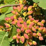 حمایت از پسته اصیل ایرانی؛ توزیع کود یارانه‌ای بر اساس الگوی کشت در گلستان