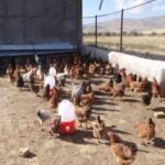 آغاز طرح واکسیناسیون طیور بومی علیه نیوکاسل در استان مرکزی با مشارکت ۱۲ تیم دامپزشکی